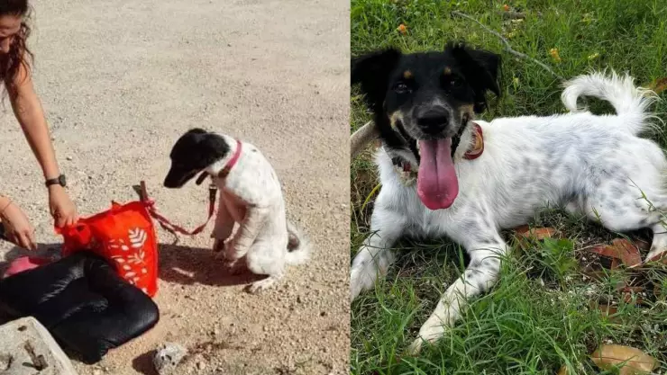 ¡Ya tiene dueño! Melbi Merlina, la perrita abandonada en Playa del Carmen tiene hogar en Canadá.