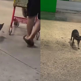 buscan a personas que tuvieron contacto con una zorra en Quintana Roo con rabia