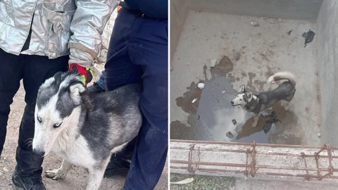 Perrito Husky San Luis de la Paz.png