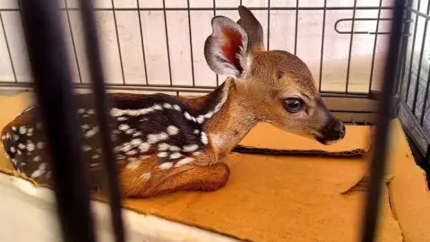 Encuentra venado cola blanca y lo entrega a las autoridades