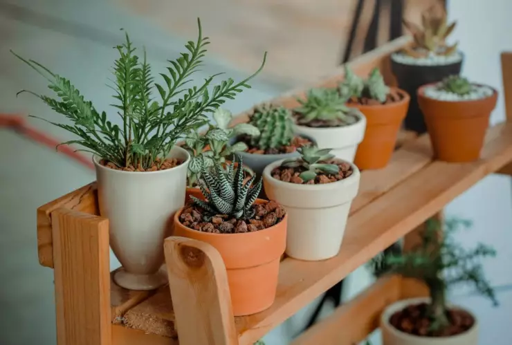 Las plantas esconden datos curiosos que pocos conocen