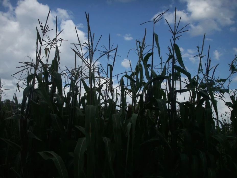 Semillas mejoradas: qué y para quién