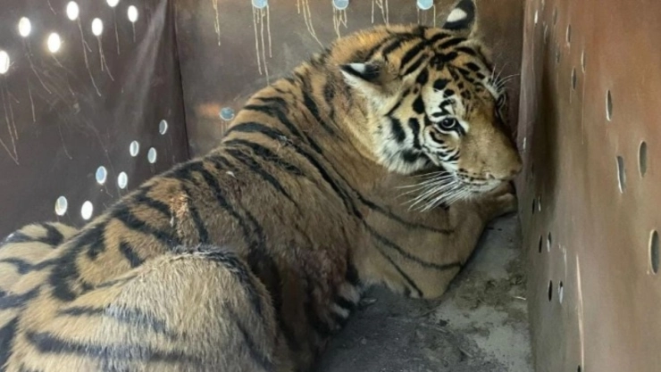 Aseguran tigres de bengala, explosivos y autos robados tras operativo en San José de Gracia, Sinaloa