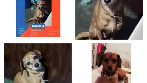 perros perdidos.jpeg