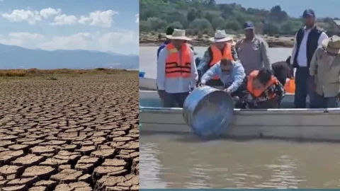 Liberan peces para rescatar el Lago de Pátzcuaro