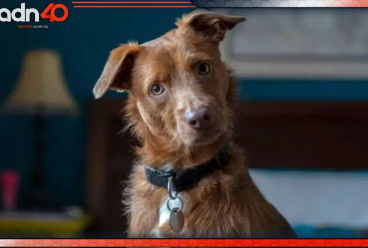 Procesan a mujer por envenenar a su perrita en Puebla