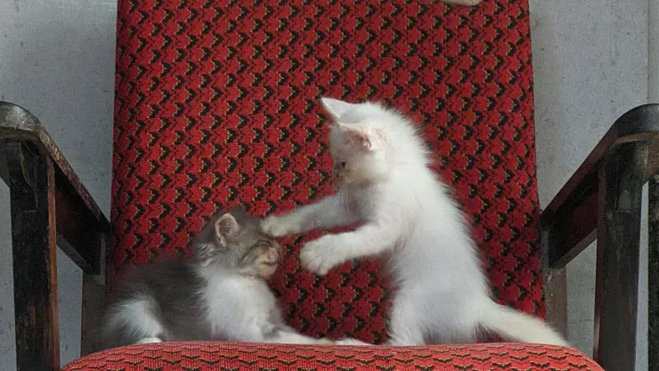 Las 7 ideas para evitar que tus gatos arañen tus muebles Lucirán modernos y cuidados