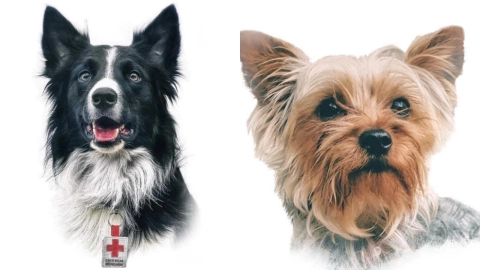 Athos y Tango: Los perritos por los que se hizo historia contra el maltrato animal en México