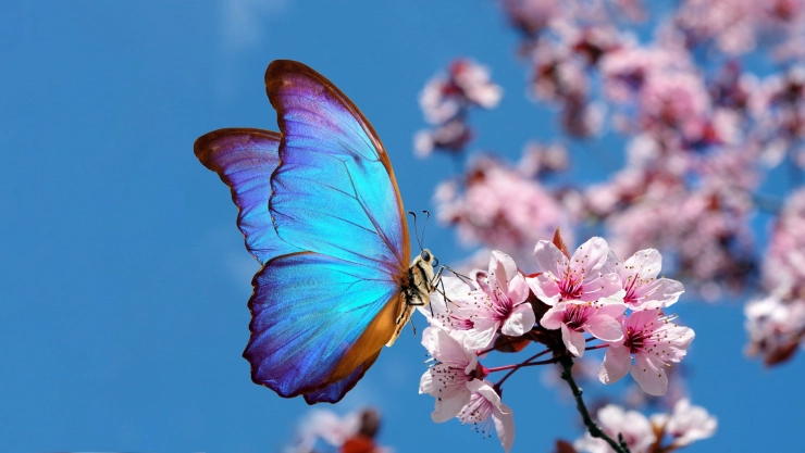 Una mariposa posada en unas flores.