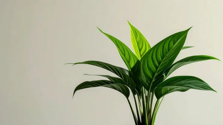 Otra de las plantas que puede crecer en agua es el espatifilo.