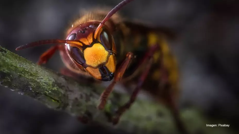 avispon gigante .jpg