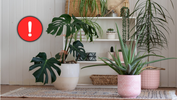 /estilo-de-vida/feng-shui-planta-que-puede-arruinar-armonia-hogar