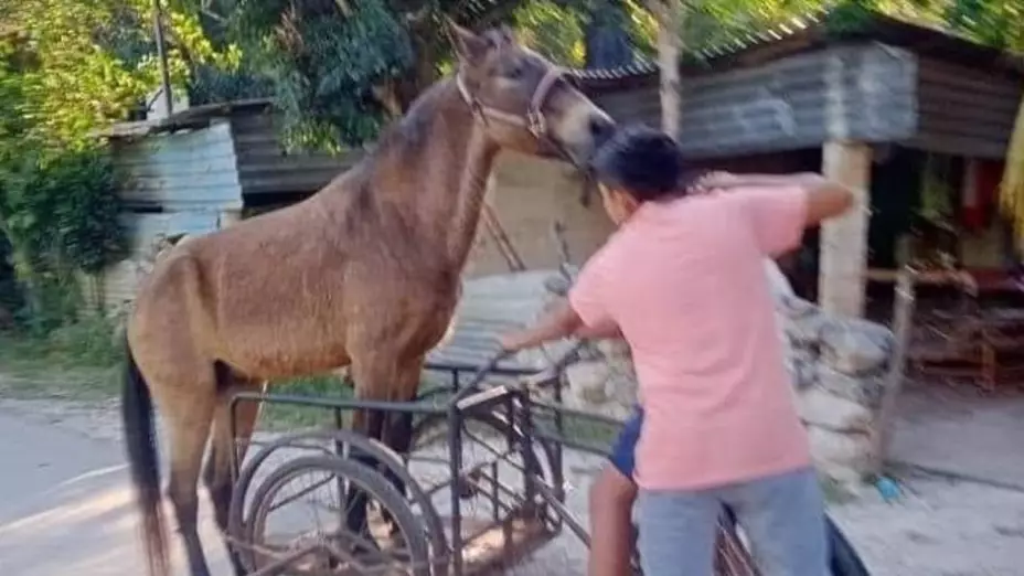 caballo xocchel niños viral
