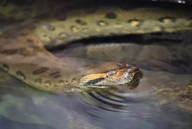 Anaconda más grande del mundo
