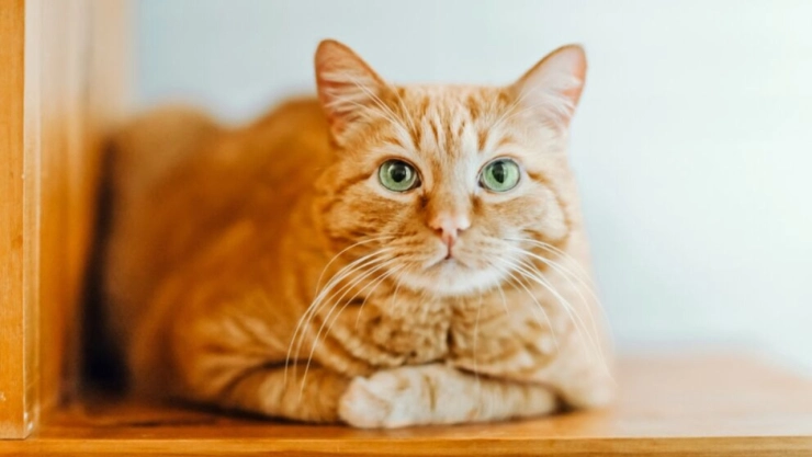 Es por esto que los gatos arrojan cosas al suelo