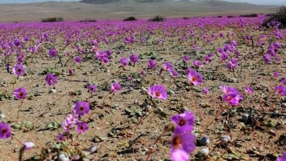 FLORES EN EL DESIERTO