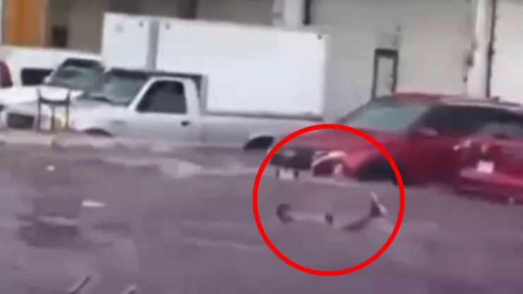 VIDEO | ¡A mal tiempo, buena cara! Clavados y chapuzones en el Mercado de Abastos de Guadalajara tras inundaciones en el AMG