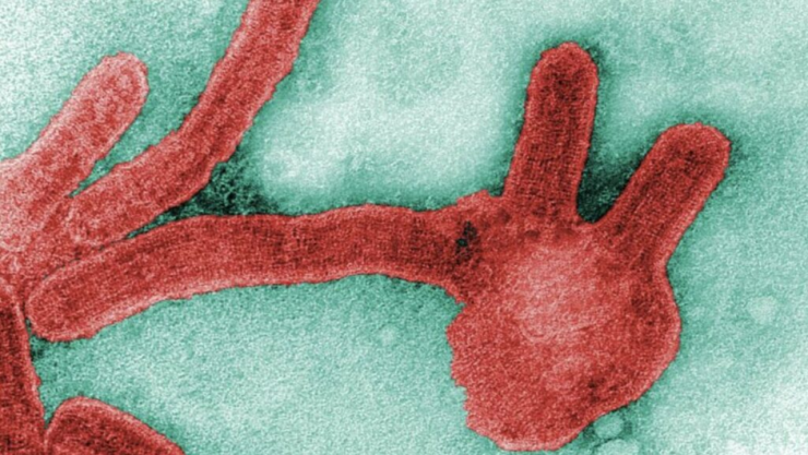 Virus de Marburgo