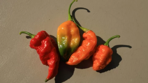 Día Internacional de la Comida PicantePor qué y cómo celebrarlo este 16 de enero