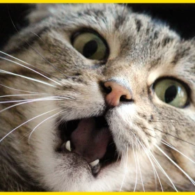Gato.png