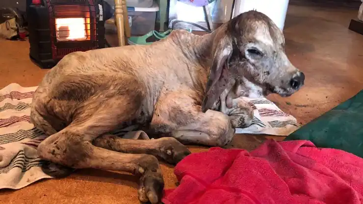 texas animales tormenta invernal .jpg