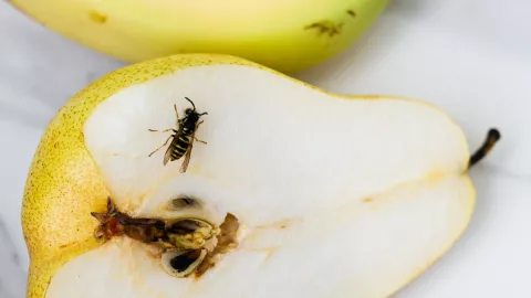Cómo eliminar la mosca de la fruta, remedios caseros