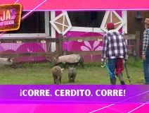 ¡Qué relajo! Los Granjeros encontraron una forma bastante peculiar para regresar a los cerditos a su área