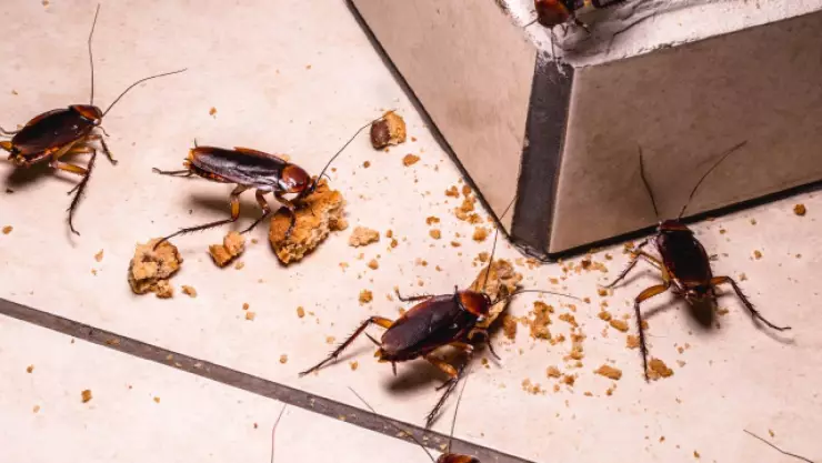 Conoce las ciudades de EUA con más plagas de cucarachas.