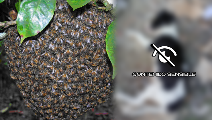Ataque de abejas africanizadas en la localidad del Sur de Q. Roo deja varios animales muertos; ¿hay personas lesionadas_.webp