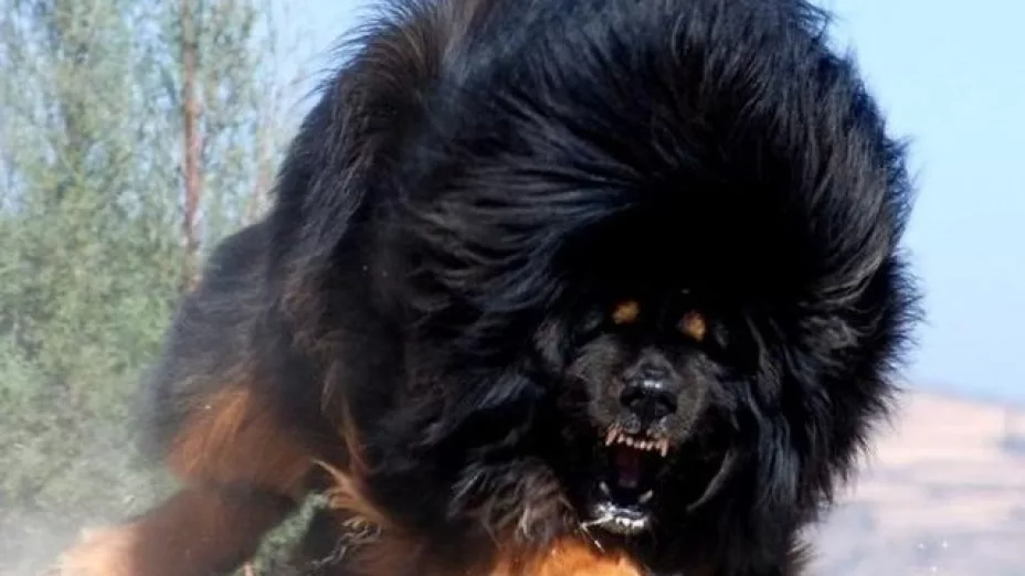 Mastin tibetano