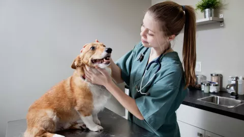 ¿Buscas trabajo en Estados Unidos? Estos empleos para veterinarios podrían ser la solución