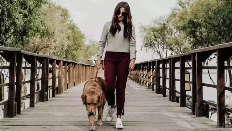 por-que-no-pasear-perros-ola-de-calor-jap-notas-mt.jpg