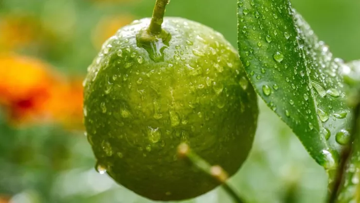 Limón fresco mexicano