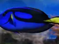 buscando-a-nemo