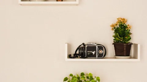 Las plantas de interior que purifican el aire de tu casa