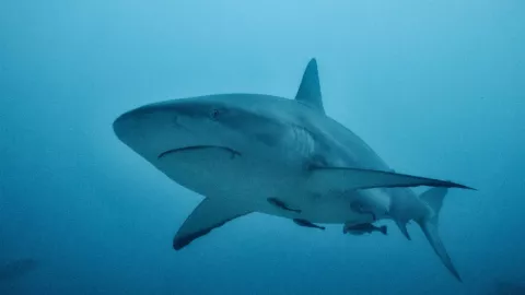 Tiburones drogados por fardos de cocaína que caen al mar