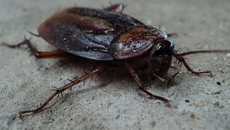 Tenía dolor hombre con cucaracha viviendo en el intestino