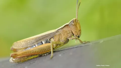 langostas plaga africa.jpg