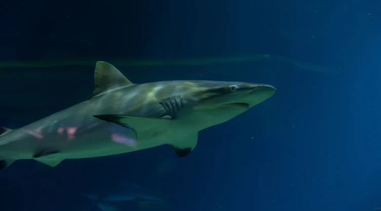 Ataque de tiburón en el oeste Australia termina con la vida de un hombre
