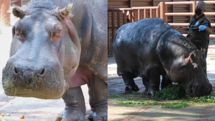 hipopotamo ines zoologico san juan aragon