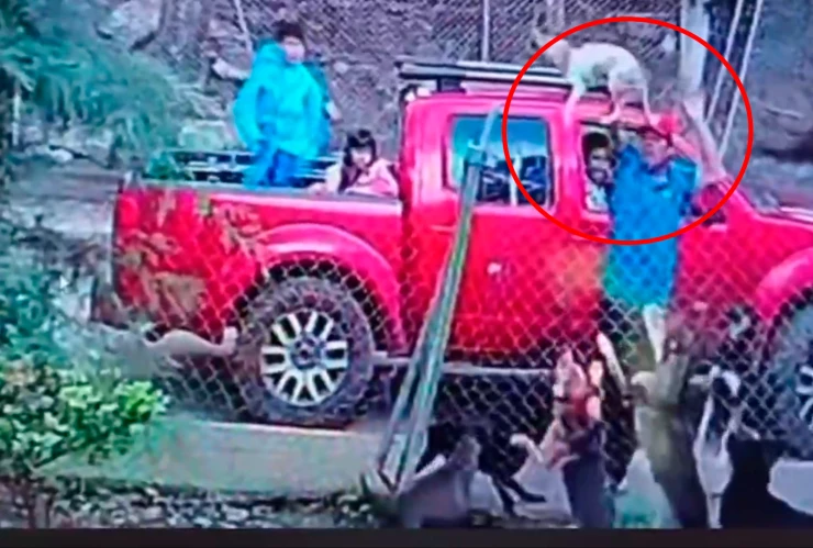 Video: sujeto lanza un cachorrito a una jauría de perros que terminan devorándolo frente a unos niños