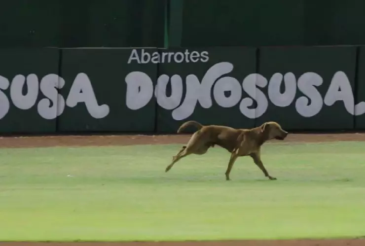 FOTO_ En pleno juego de los Leones de Yucatán, un perrito se robó el show