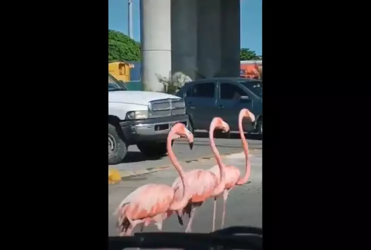 Flamingos