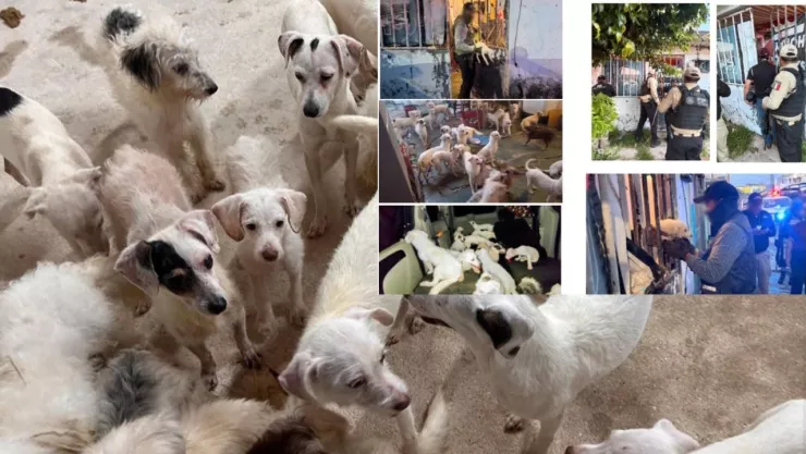Fiscalía de Veracruz rescata 42 perros en abandono durante cateo en Coatzacoalcos