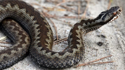 Hallan otra serpiente al interior de una vivienda en la CDMX.