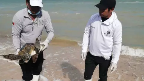 Rescatan a tortuga marina en Progreso; tras reporte ciudadano