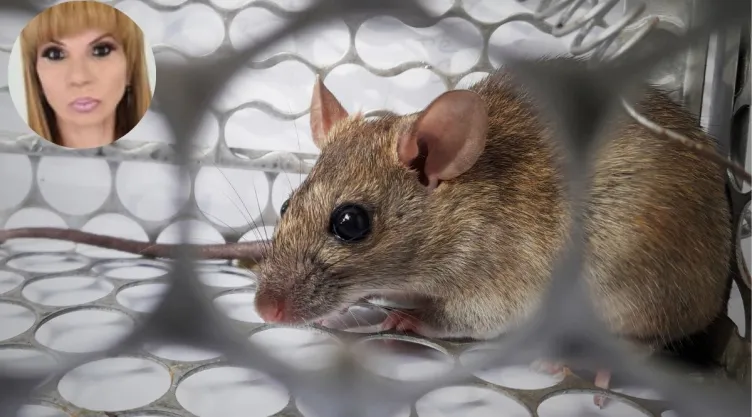 Famosa astróloga revela si el hantavirus será la próxima pandemia y alerta por lluvias en México.jpg