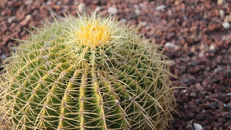 ¿Cuánto tienes qué pagar de multa por tener biznaga en casa en Jalisco?