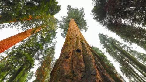 Hyperion: el árbol más grande del mundo
