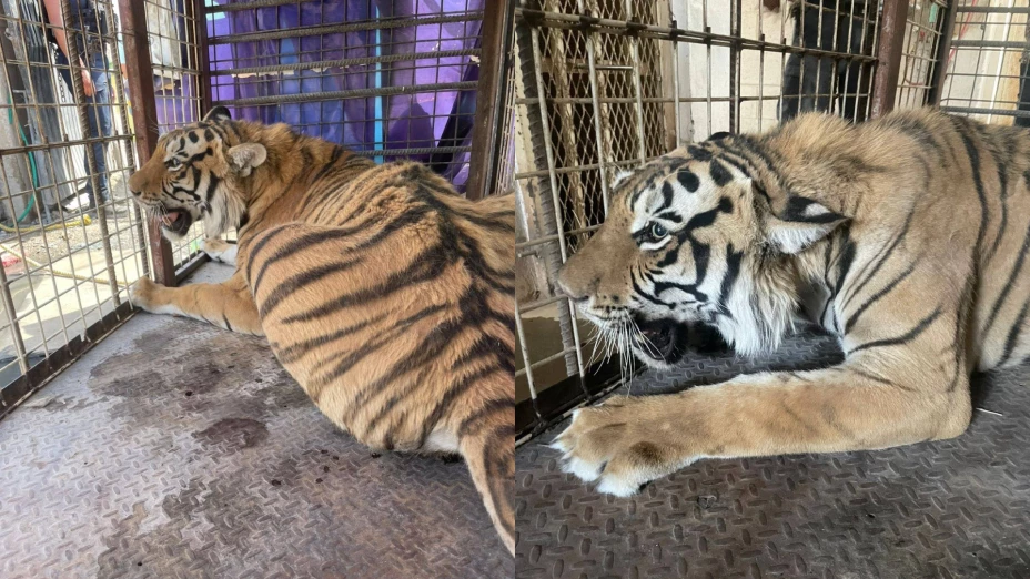 Aseguran tigre en Ciudad Juárez